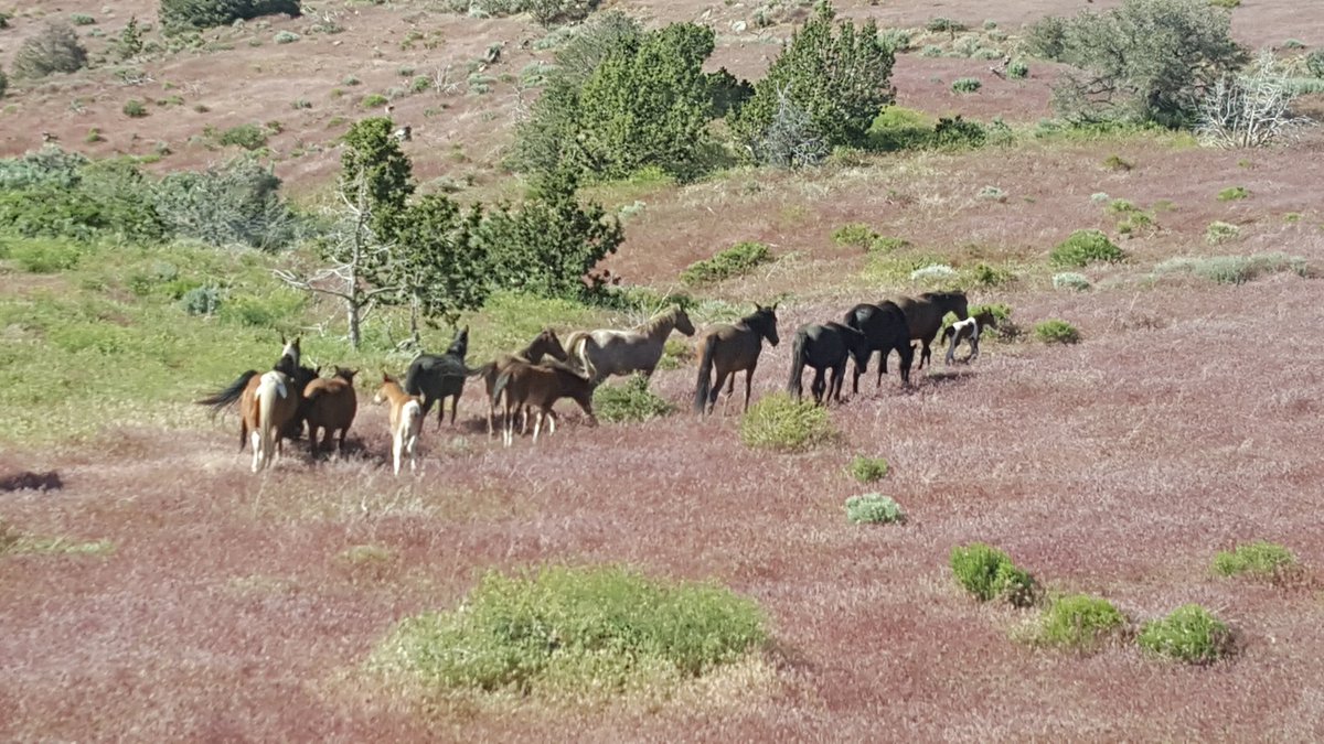 rcrocc's tweet image. Saw these wild horses from the @VandTRailroad this weekend!
