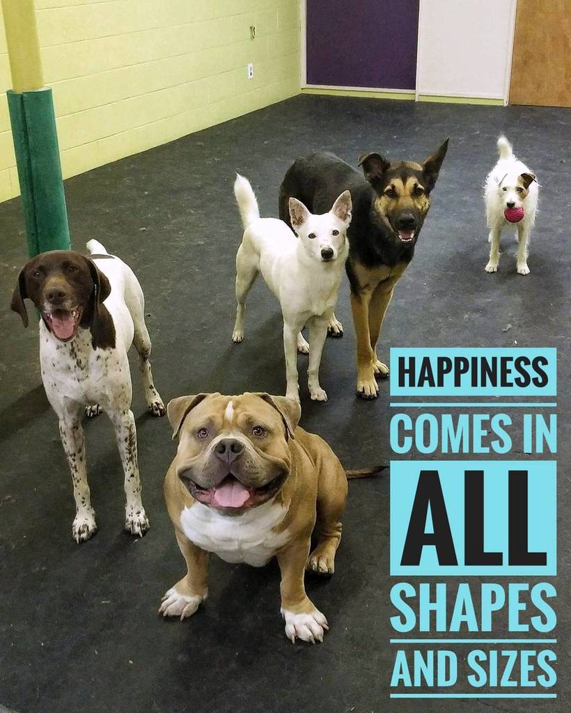 barksnrec's tweet photo. Happiness comes in all shapes and sizes of animal.
#happiness #love #barksnrecbc #bnrbc #dog #dogdaycare #instado… https://t.co/dVX120V1iC https://t.co/TDGtMXJH3Q