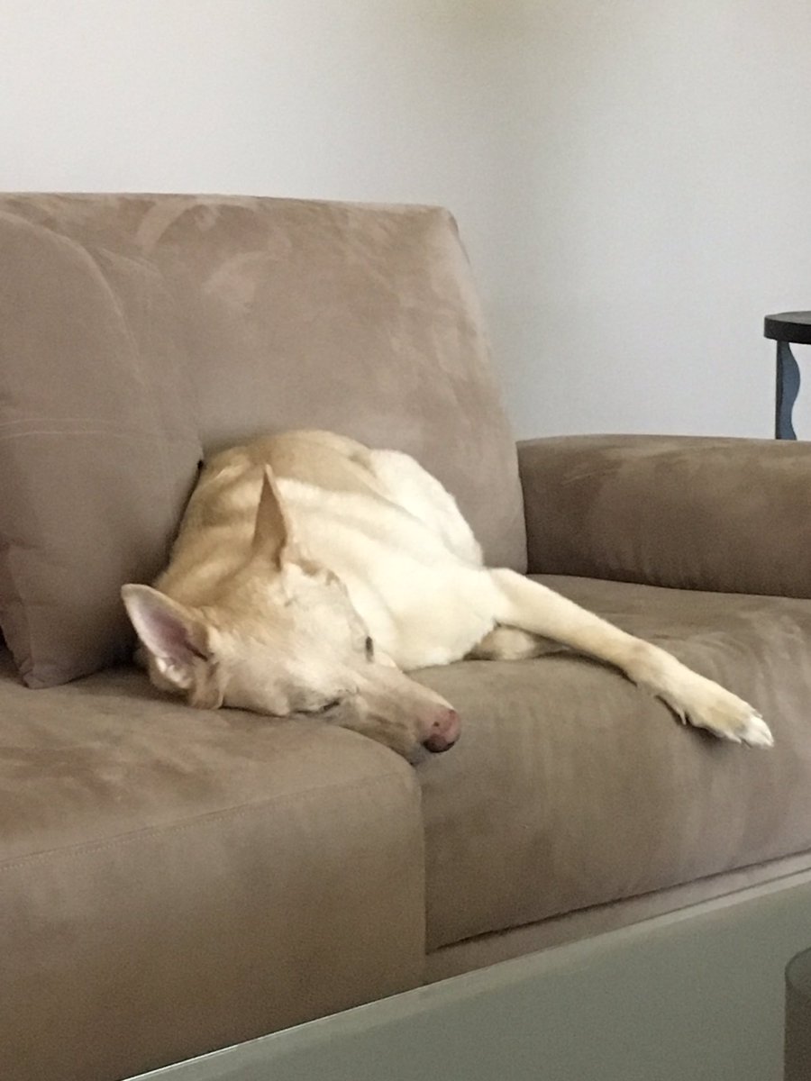 wrigleyroo's tweet photo. Spent the weekend in Palm Springs. It was hot. There was AC. I hugged a couch. #mdw17 https://t.co/NMMJnTB8qH