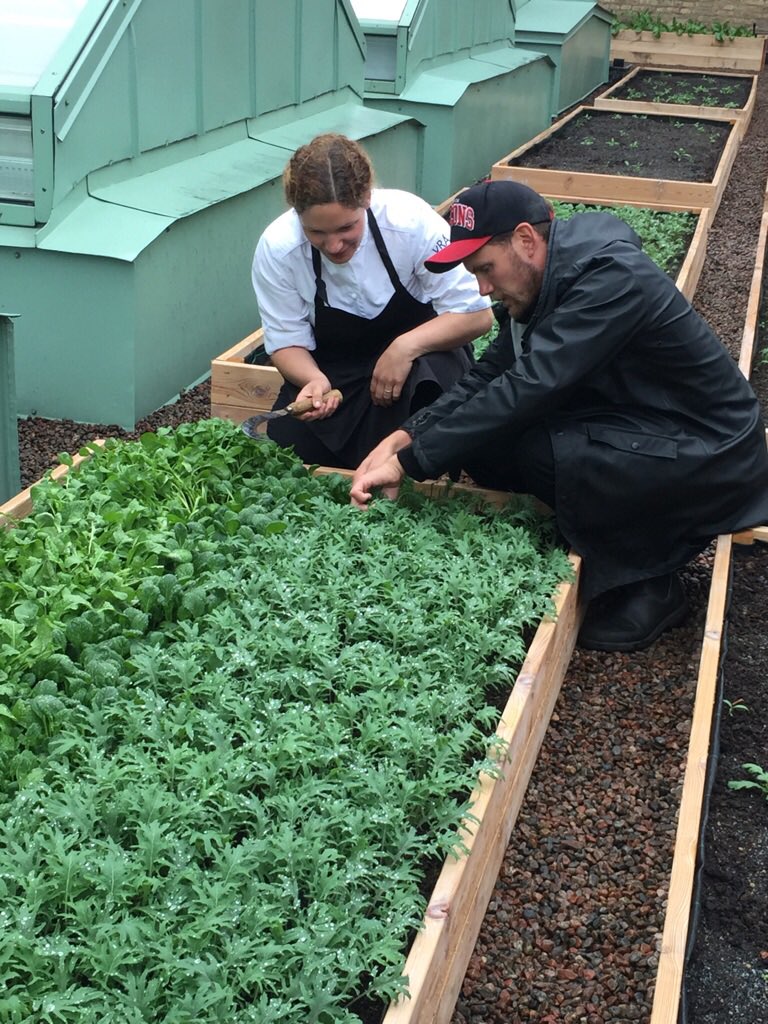 Nu börjar vi skörda från vår takodling till <a href="/restaurangvra/">Restaurang VRÅ</a>