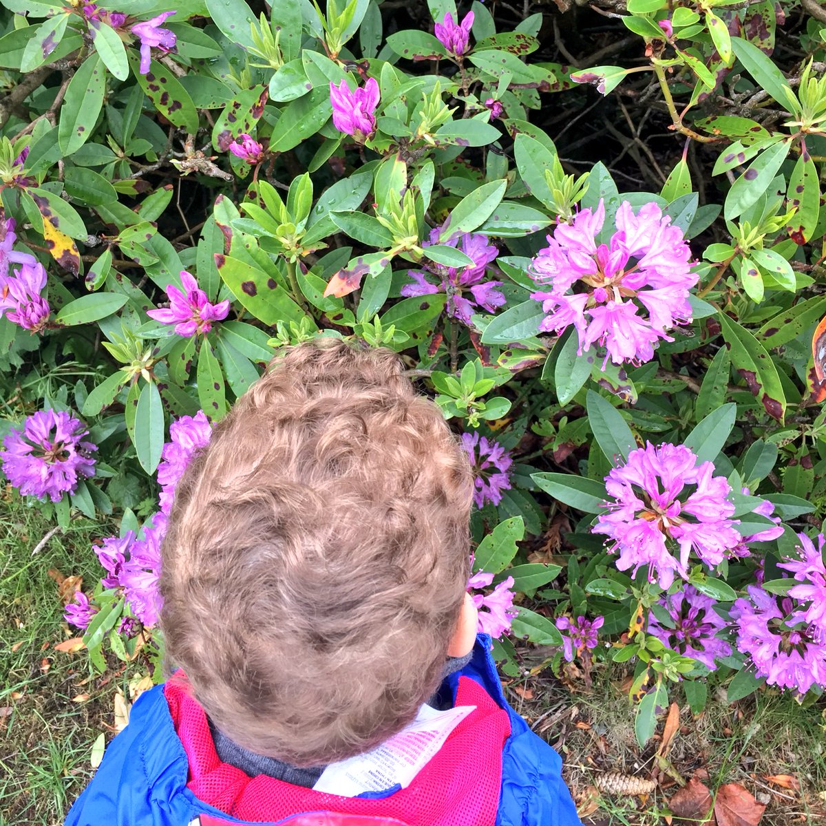 lowra_mcgonagle's tweet photo. Starting him young. Nature matters. #GreatBritishBeeCount @wwwfoecouk @BBCSpringwatch https://t.co/Wov1fgO71r