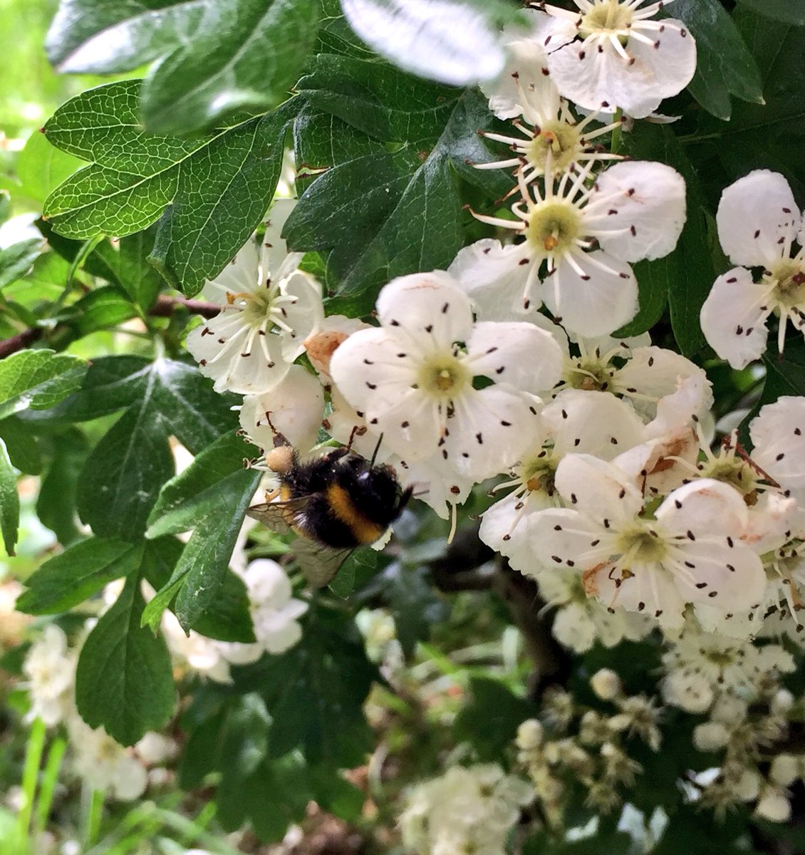 lowra_mcgonagle's tweet photo. Starting him young. Nature matters. #GreatBritishBeeCount @wwwfoecouk @BBCSpringwatch https://t.co/Wov1fgO71r