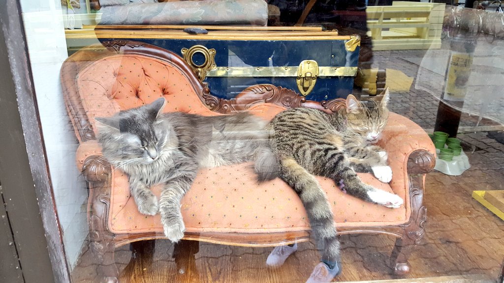 Pattystrongman's tweet photo. @deanofnothing and I had a wonderful time at Café Chat l'heureux in Montréal #catcafé #cats https://t.co/jevBgOUrZV