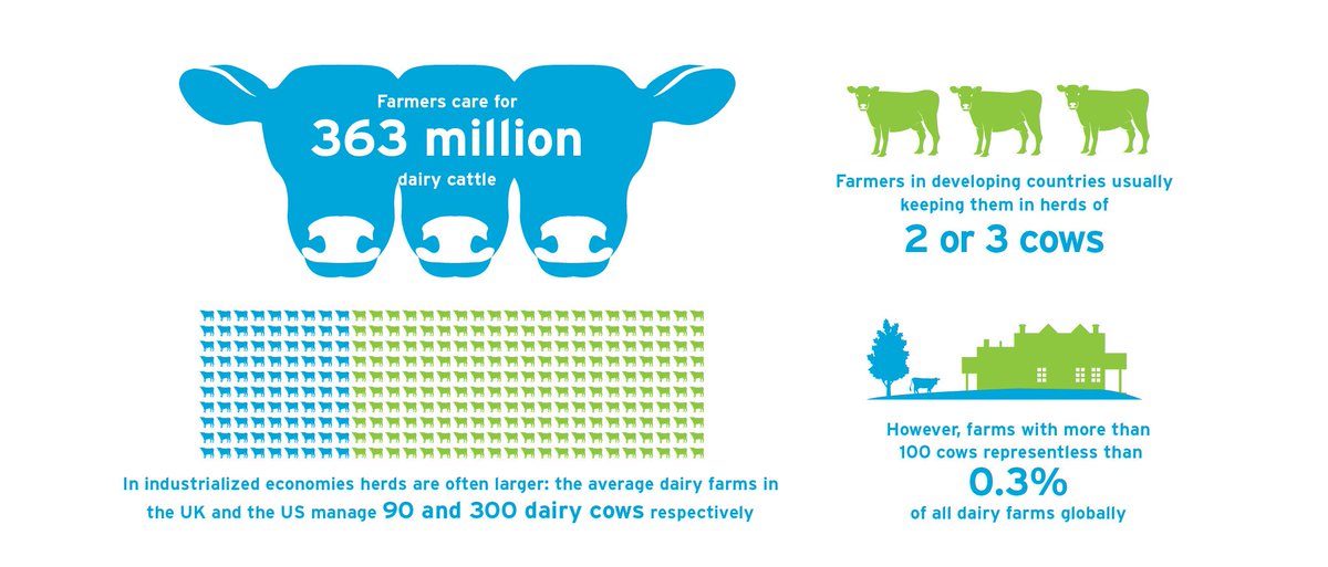 Farmers care for 363 million dairy cattle #worldmilkday