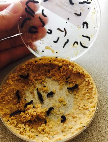 Woodland Primary School tweet media