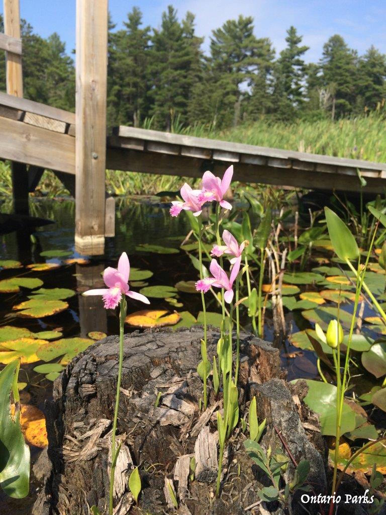 GBayBiosphere's tweet photo. @GrundyLkPP Visit this #summer and see if you can spot some of their most interesting species from an insect-eating plant to moose! #AmazingTrails https://t.co/eWP2jdUYcf