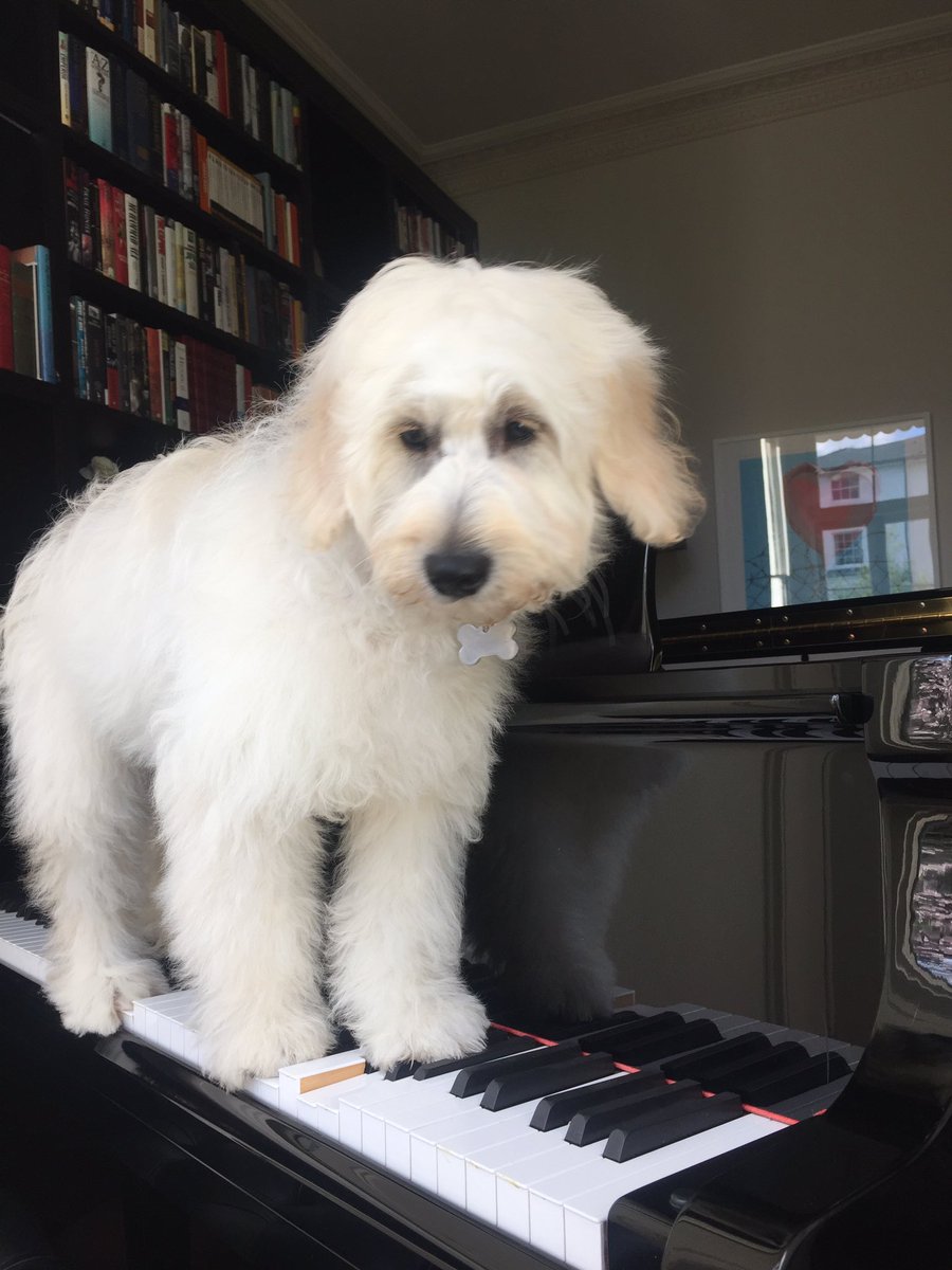 megan_fletcher's tweet photo. @QuizLivetonight Our pub quiz puppy mascot Piper is excelling in her piano lessons #salthousequiz https://t.co/HpNwcRZXuG