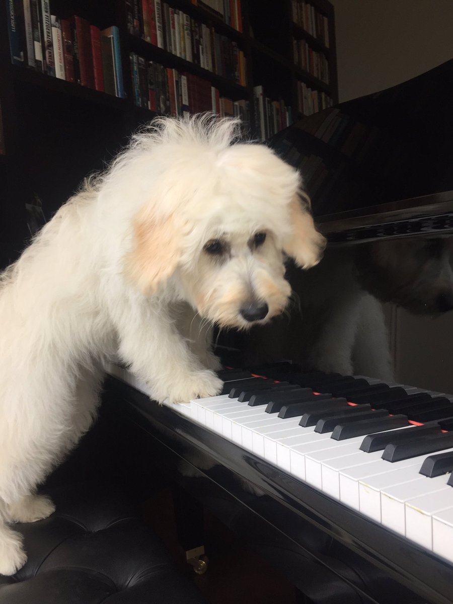 megan_fletcher's tweet photo. @QuizLivetonight Our pub quiz puppy mascot Piper is excelling in her piano lessons #salthousequiz https://t.co/HpNwcRZXuG