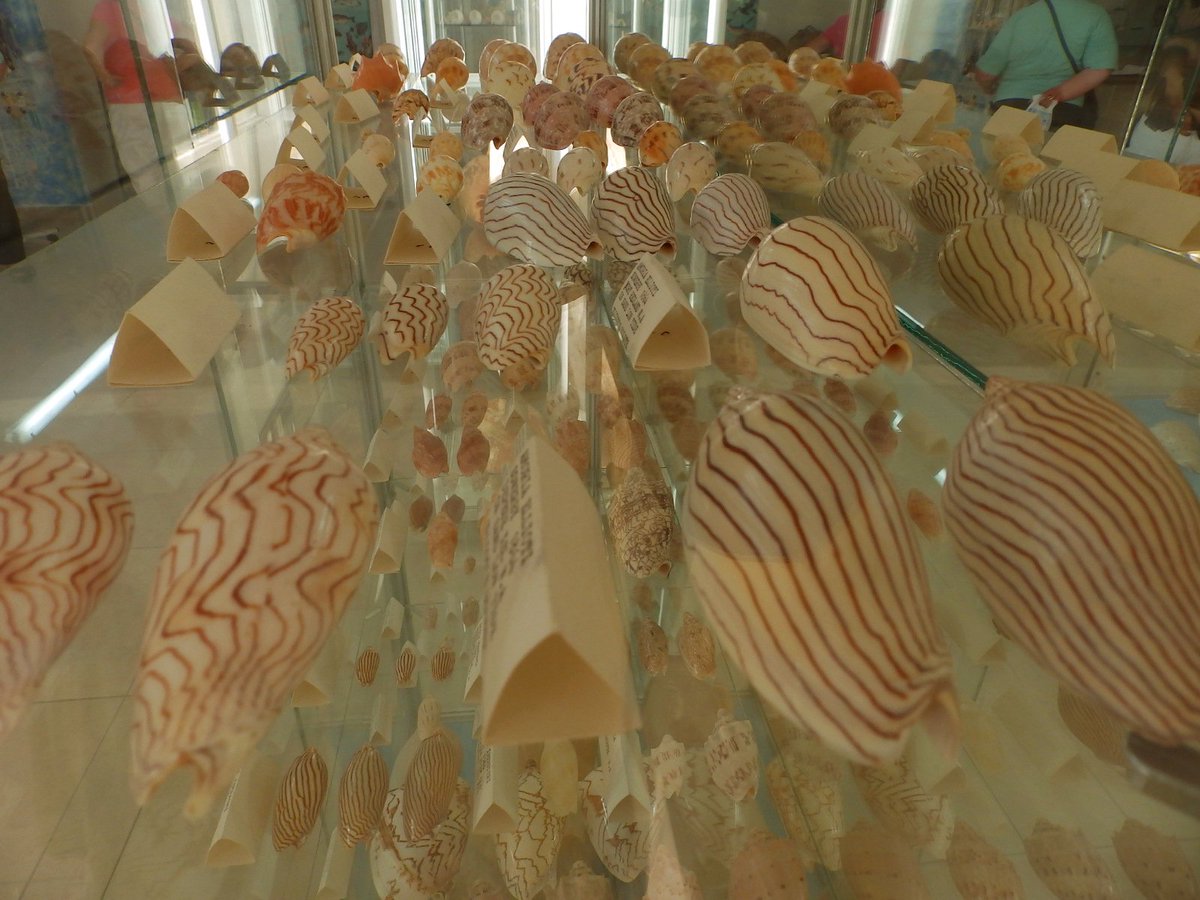 ArmandHrestic's tweet image. The Sea Shell Museum in Benitses of Corfu
#ShellMuseum #Corfu #Greece #Benitses