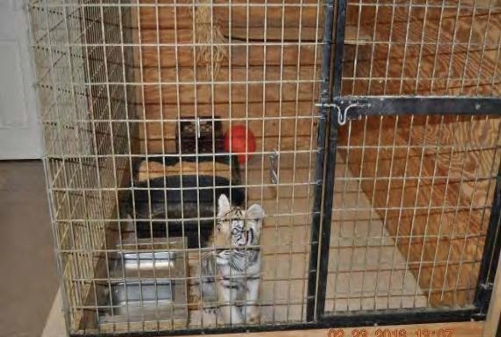 peta's tweet photo. Cub Daisy was found in a tiny basement cage 😢 She then lived in a kennel that smelled so much of dog urine it made inspectors' eyes water. https://t.co/kY5q8mSd3o