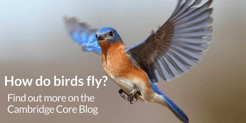 JFluidMech's tweet image. As promised the first JFM blog post is here! Find out how birds fly at ow.ly/5Usa30ca6Xy #JFM #FluidDynamics #FirstBlogPost