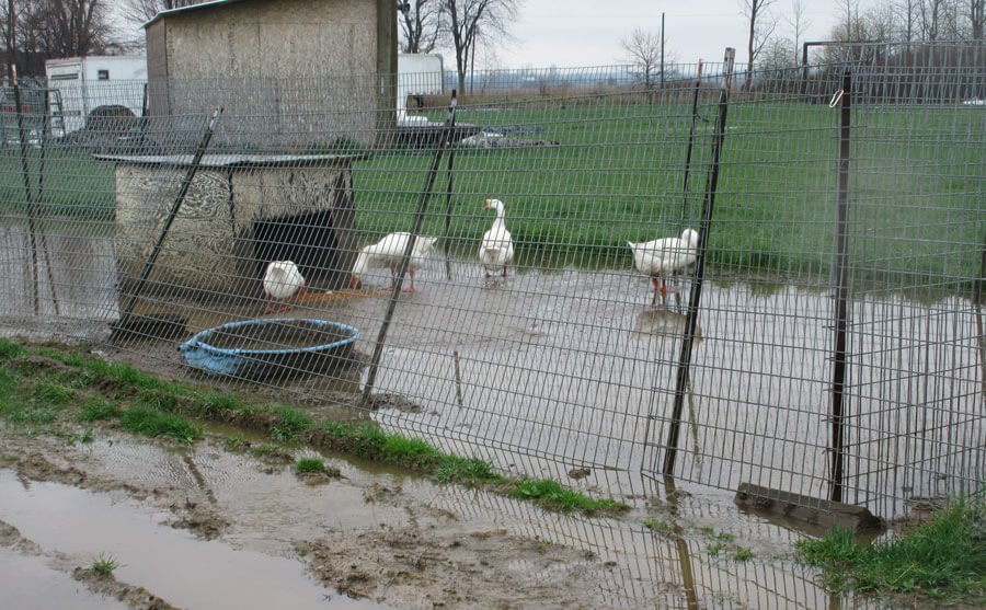 peta's tweet photo. So many animals suffered at this roadside zoo 💔 Some were found in tiny cages, &amp; others in muddy pens. https://t.co/III4mO1Od0 https://t.co/R3L2q34ocv