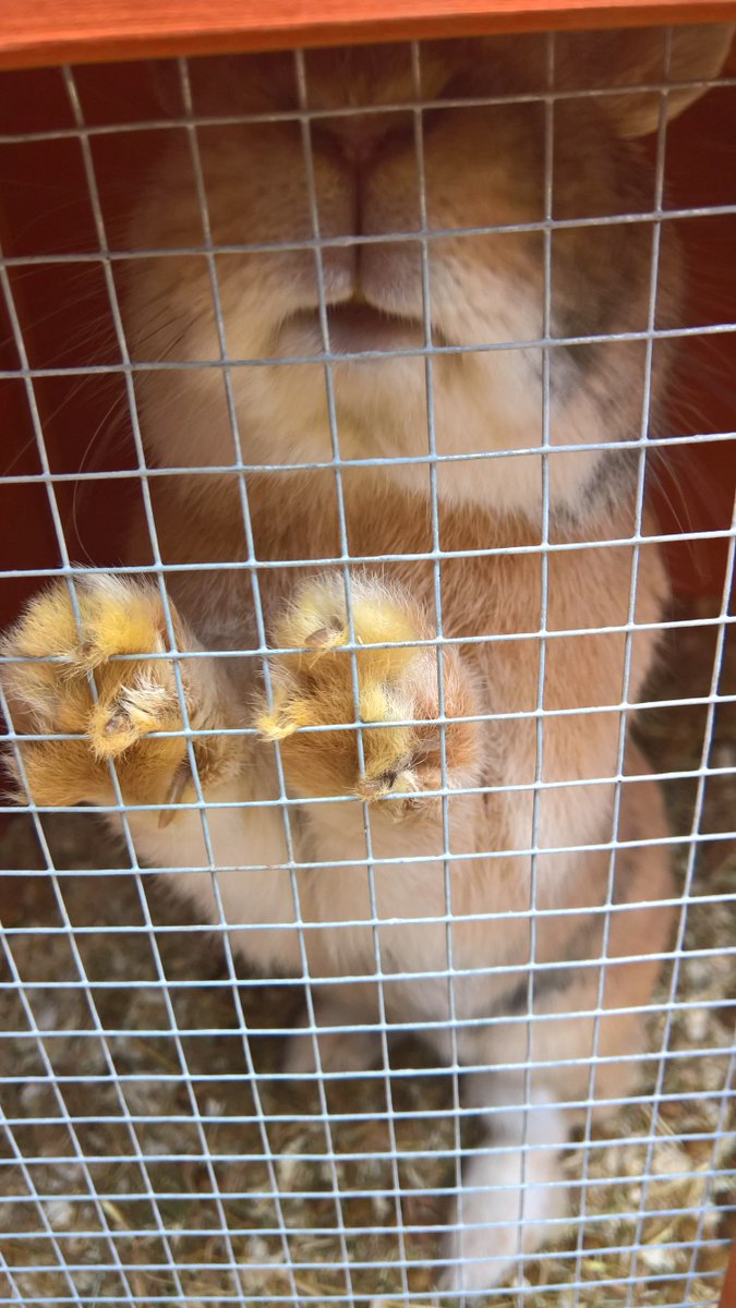 frankie and bennie (@valerietom) on Twitter photo 