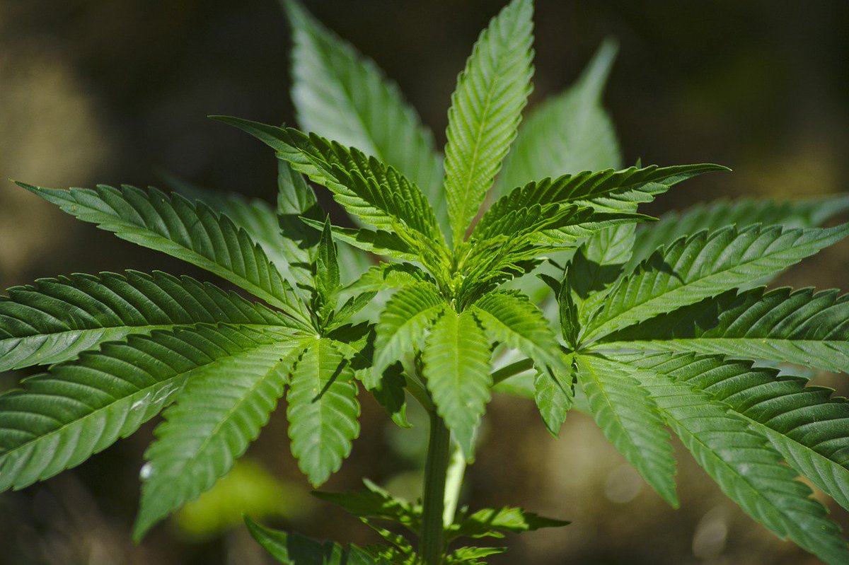 StanglLaw's tweet image. Wisconsin lawmaker wants to loosen state’s marijuana laws hubs.ly/H07FpWg0 #wisconsin #drugdefense #marijuana