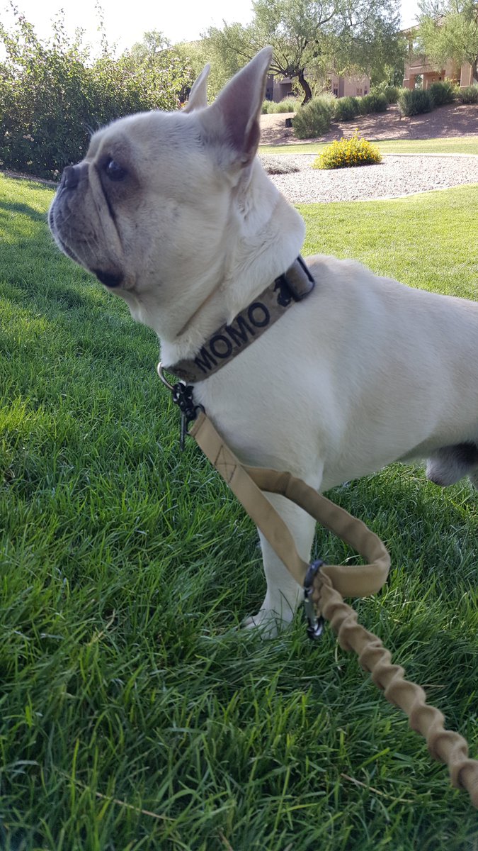 saleswisconsin's tweet photo. #bulldog #doglover #collarsUSA #collarsrus #welovedogs #k9 #armynavy https://t.co/JGUW0Imlj0