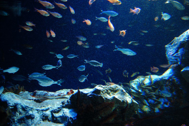 フリー素材ドットコム Su Twitter 水族館 こんな写真も無料でダウンロード 商用可能なフリー素材 フリー素材ドットコム T Co Wdoyvm6bnv T Co 8l3pjn3fo2 Twitter