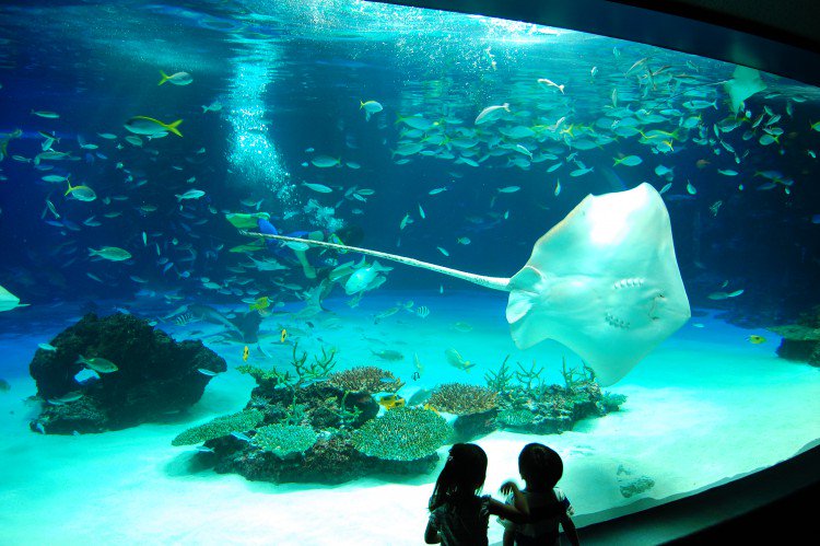 フリー素材ドットコム Su Twitter 水族館 こんな写真も無料でダウンロード 商用可能なフリー素材 フリー素材ドットコム T Co Wdoyvm6bnv T Co 8l3pjn3fo2 Twitter