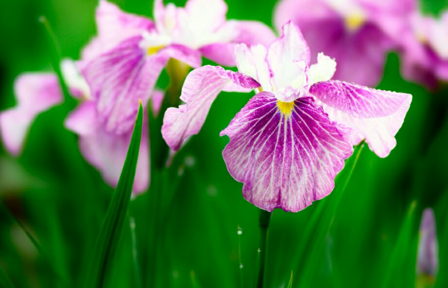 花 5月31日の花 花菖蒲 花言葉 情熱 アヤメ科 由来 葉が菖蒲に似て花が咲く為 古今和歌集 あやめ草 現代の花菖蒲 郭公 鳴くや五月のあやめ草 あやめも知らぬ 恋もするかな ホトトギスが鳴く五月のあやめ草 あやめ 物事の道筋 も見失う