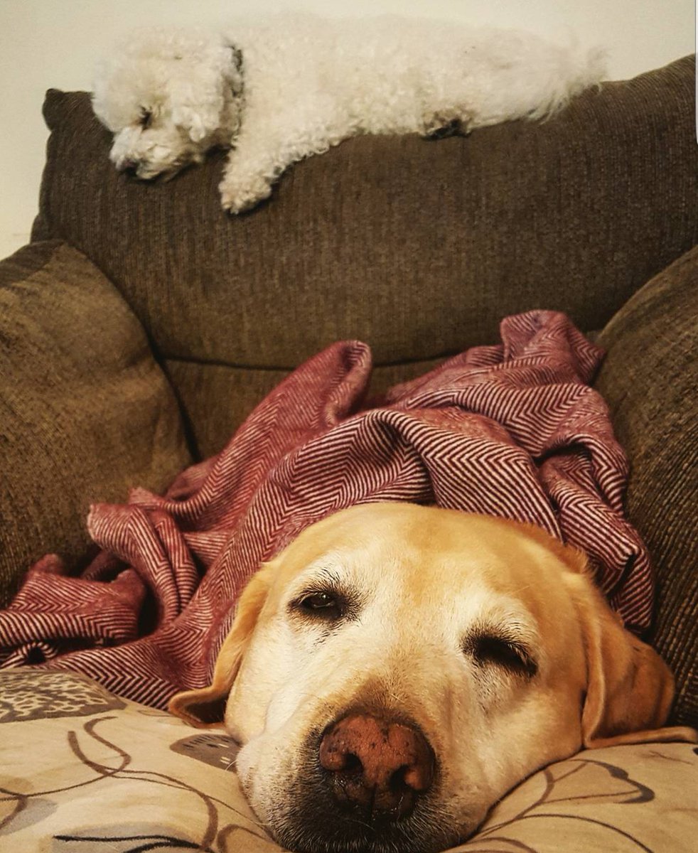 LadyAndHoneyIE's tweet photo. Sleepy evening at Lady &amp; Honey HQ... #workhard #sleepharder #allbakedout https://t.co/Yktrsd8nCX