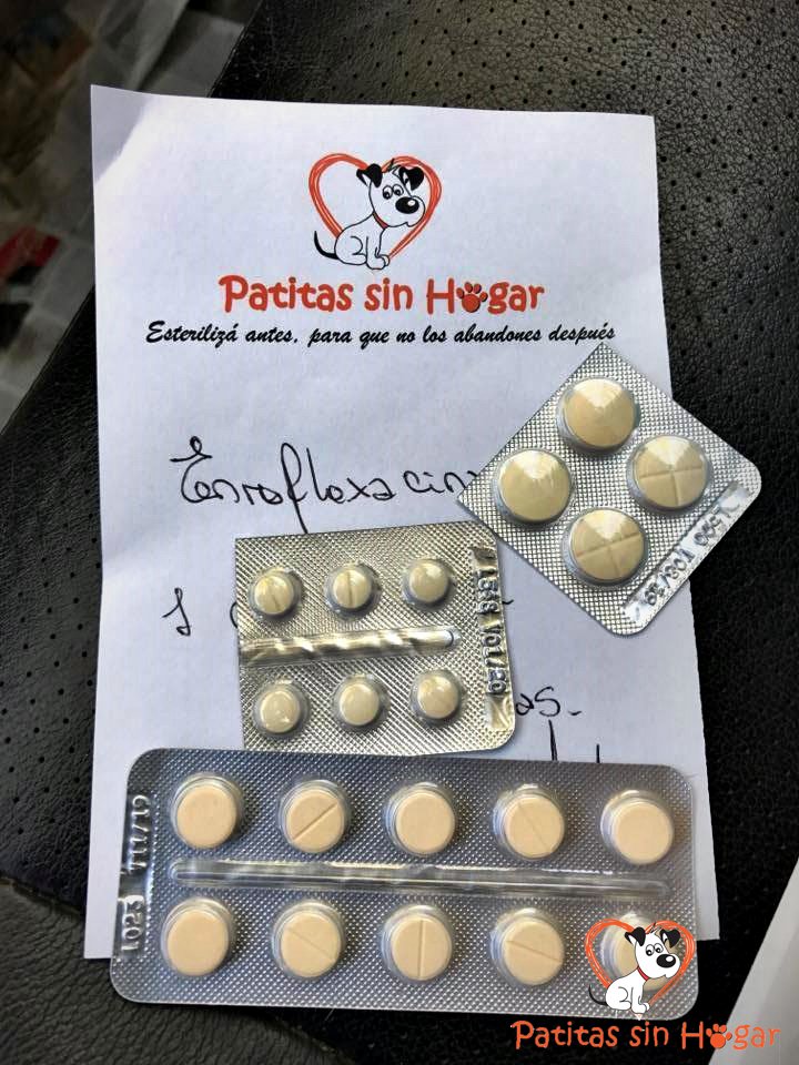 FundPatitas's tweet photo. Esterilizamos 150 animales al mes, en situación de calle o con dueños de escasos recursos. Algún laboratorio nos podrá proveer enrofloxacina https://t.co/jDVJYlZEZg