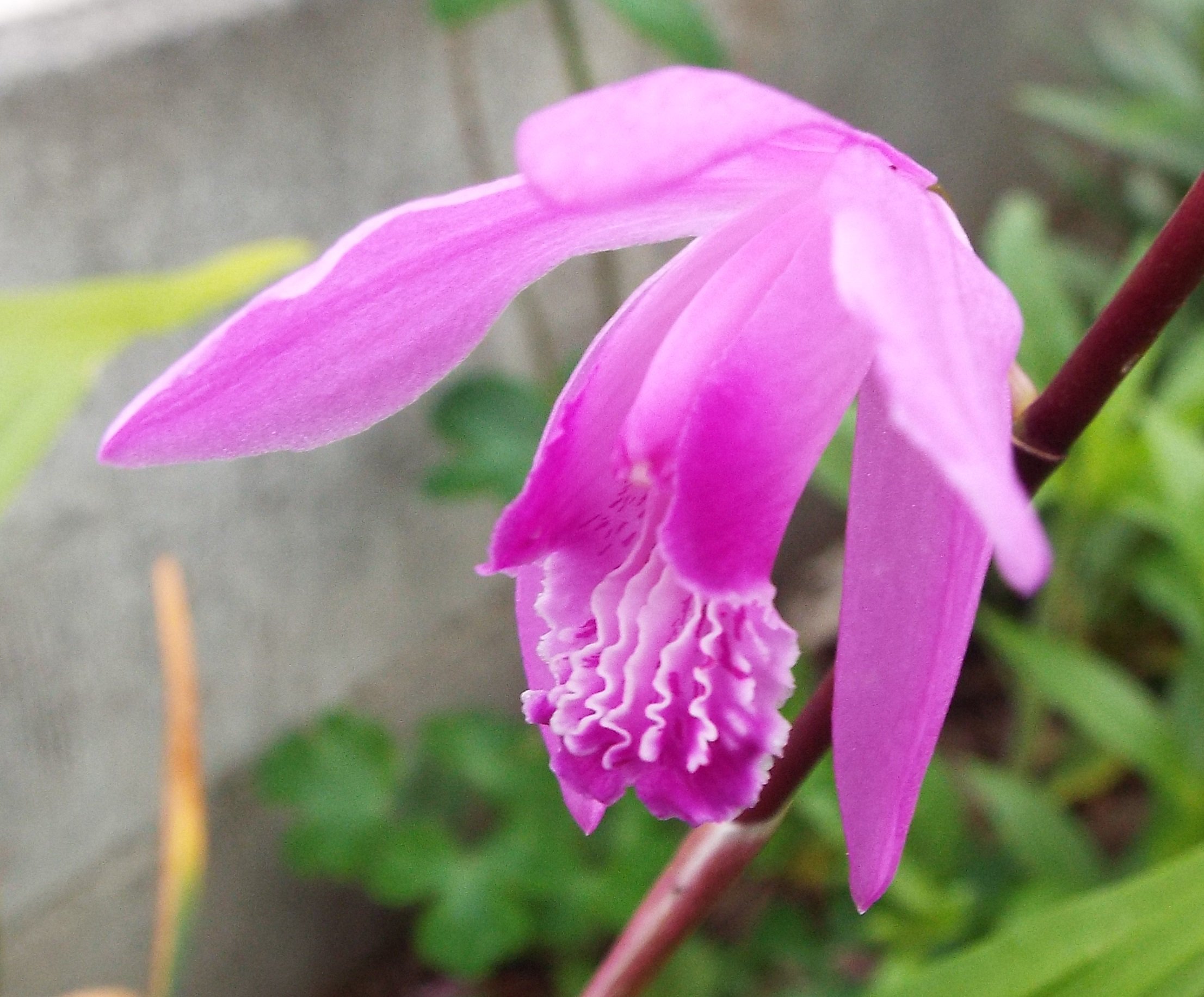 いりちゃん 花と月に魅せられて おはようございます きょう5月31日の誕生花はシラン 花 言葉 楽しい語らい あなたを忘れない お互い忘れないように 変わらぬ愛 やラグラス 花言葉 感謝 私を信じて はずむ心 だそうです きょう生まれの