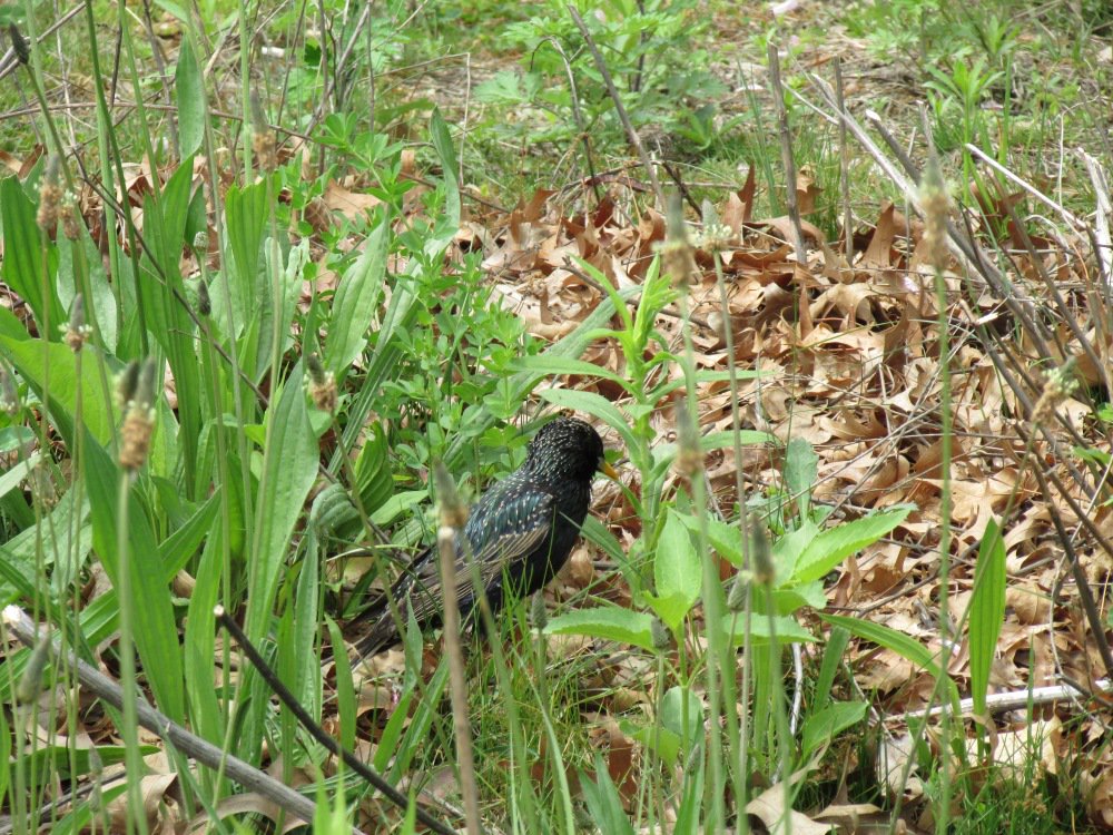 millriverpark's tweet photo. Bird of the day! European Starling #millriverpark #birdsofmillriver #birding #Stamford #nature https://t.co/SUv1qRTP4X