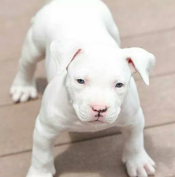 Murphycorbin2's tweet photo. So cute#A very Tender look#. https://t.co/m5R1SbC2kT