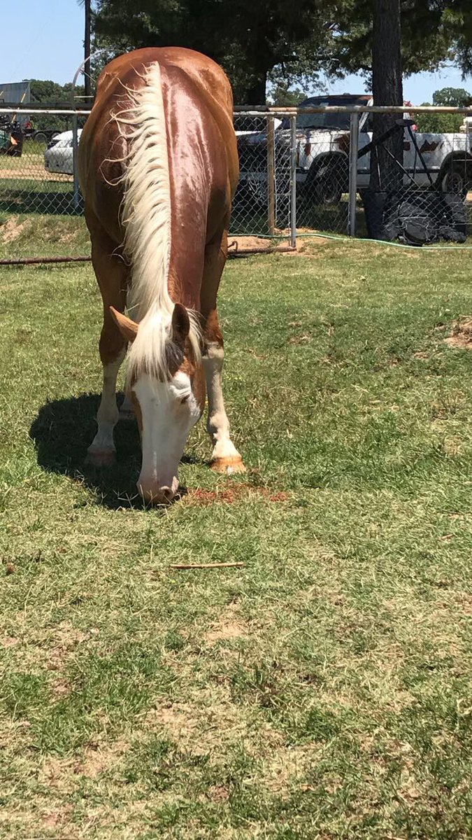 BaileyRGW123's tweet photo. He's so pretty ..... love my Ace😍 https://t.co/eZShEwPOjh