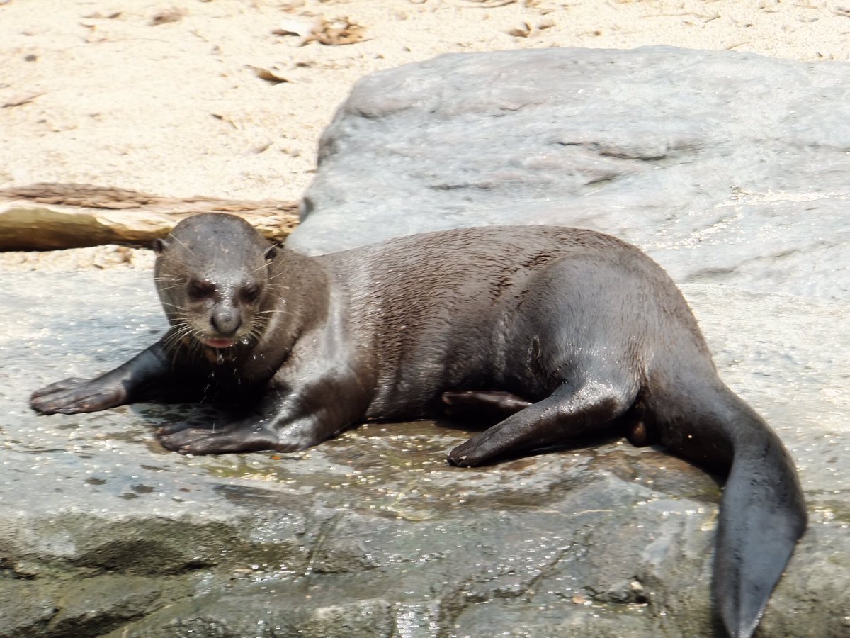 中野高志 على تويتر 今日は 世界カワウソの日 日本では可愛いイメージが強いけど 個人的には南米に生息し 2メートルもの大きさになりワニ まで食らう川のオオカミと称される オオカワウソ を推したい 4枚目の写真が オオカワウソ だけど眼力すごい ちなみに 中野高志 على تويتر 今日は 世界カワウソの日 日本では可愛いイメージが強いけど 個人的には南米に生息し 2メートルもの大きさになりワニ まで食らう川のオオカミと称される オオカワウソ を推したい 4枚目の写真が オオカワウソ だけど眼力すごい ちなみに