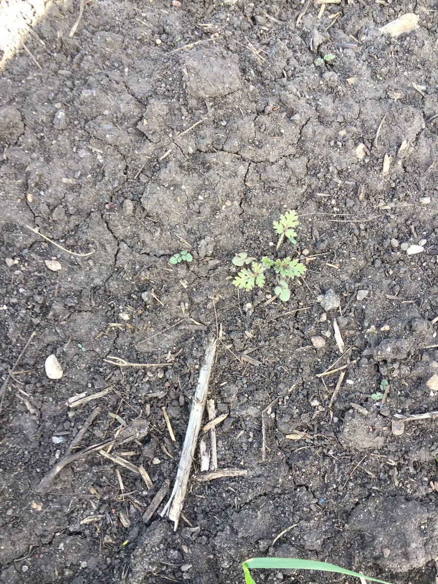 LisaEastley's tweet photo. Have a #storksbill population going to try Dow's herbicide#Rexade #scout17 #Cargillgrows https://t.co/GZFo5IqfYh