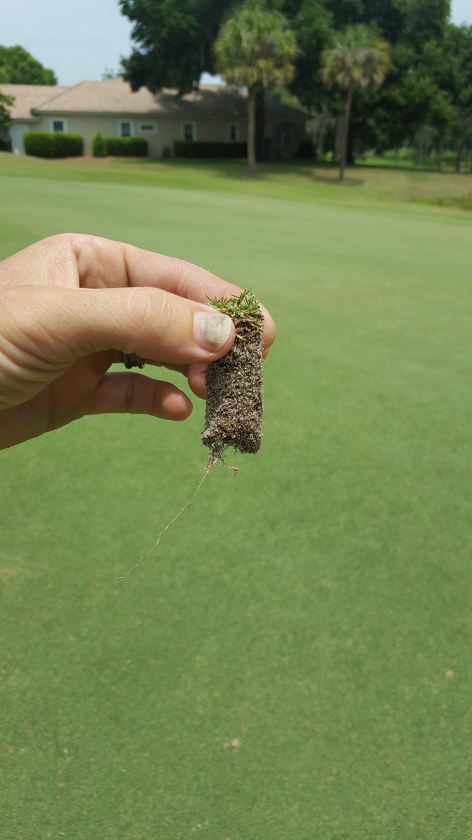 TurfBeard's tweet image. #notadropofseed on this green.   Good roots #rootporn #turfnerd #turfbeard