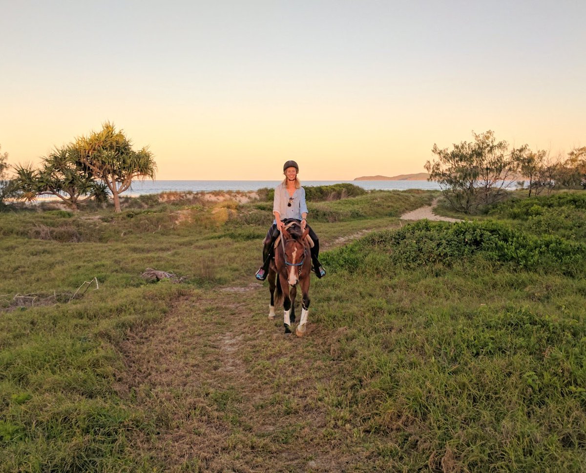noosahorses's tweet image. Golden time on the Noosa north shore.