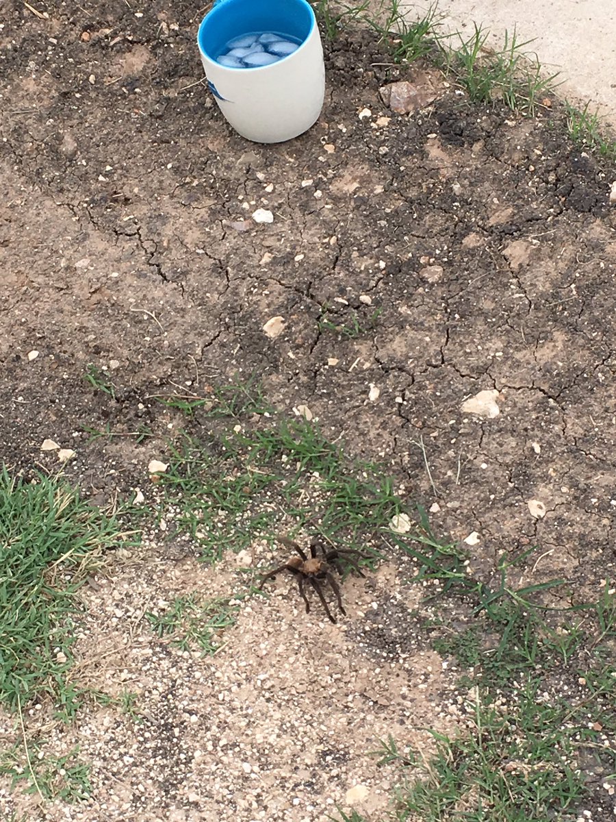 Ronald Reagan Elem tweet media