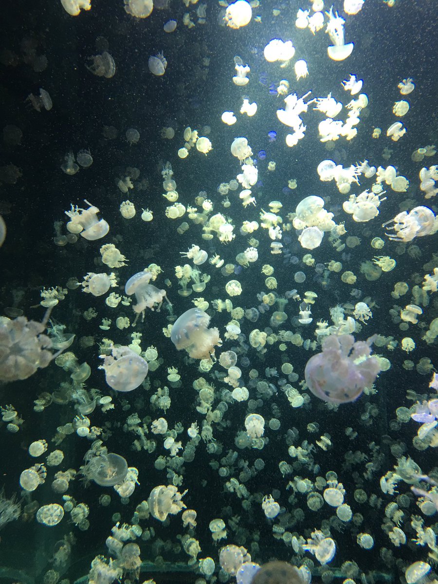 PhilipWongPW's tweet photo. #vanaqua #explorebc https://t.co/iDAhWaZbHw