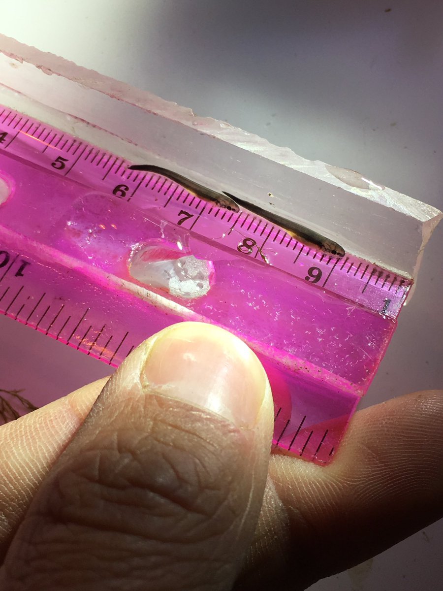 PSF_GBFISHLAB's tweet photo. My research team has been working hard sampling the lower Fox River for larval lake sturgeon. Here's a few of the little guys!! https://t.co/zcGoVu2iMY