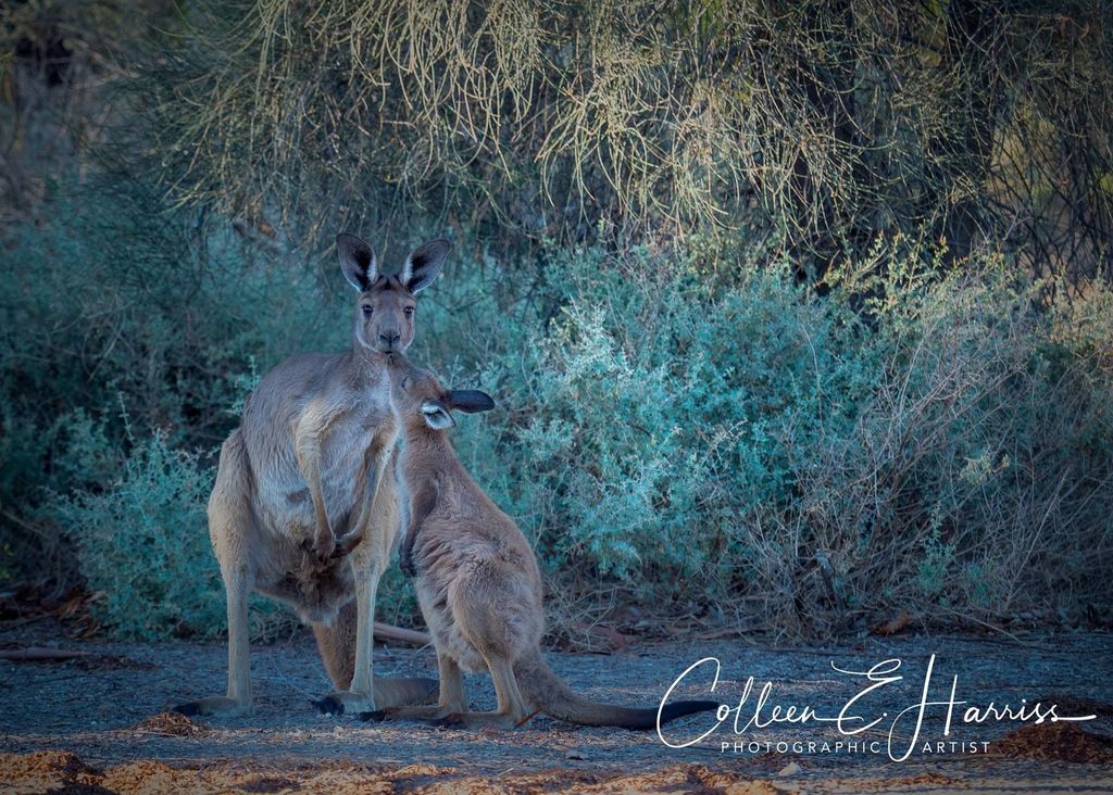YourMildura's tweet photo. Out at the Australian Inland Botanic Gardens thanks to Colleen E Harriss Photographic Artist. https://t.co/NDyuZrKVcG https://t.co/kZ7kgFhZz2