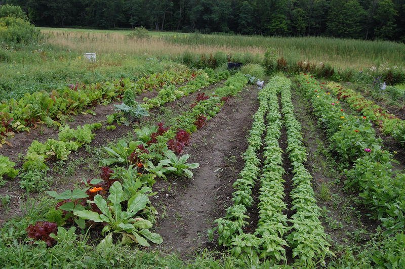 LISTEN: Get Into The Green: Spring Gardening Show bit.ly/2rSoVvr https://t.co/iE6C17qEeE