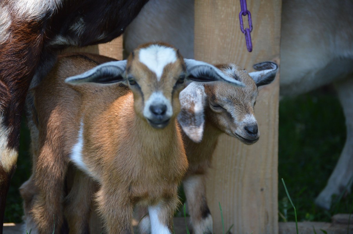 FandAHomestead's tweet photo. We have baby kinder goats! #kindergoats #doelings https://t.co/0B1mZYDUxK