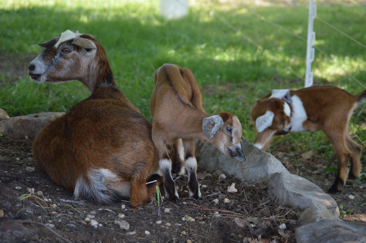 FandAHomestead's tweet photo. We have baby kinder goats! #kindergoats #doelings https://t.co/0B1mZYDUxK