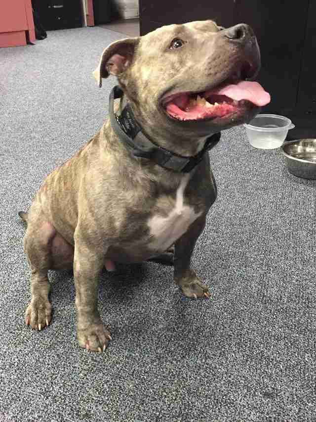 bullydogrc's tweet photo. Cops Give A Home And A Job To Pit Bull No One Else Wanted via @dodo 
https://t.co/vHDnEItkmV
#pitbulllove https://t.co/QePSoBReli