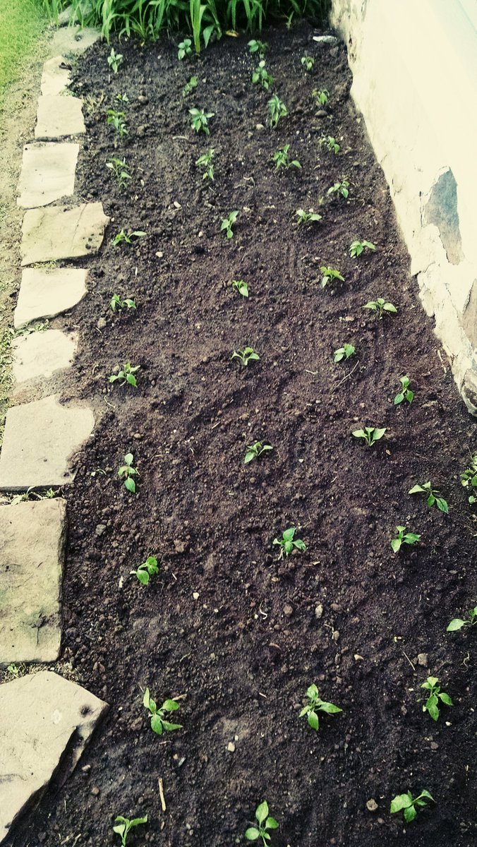 markriner's tweet photo. Buy too many plants EVERY year
#pepperpatch https://t.co/GpMUKkve29