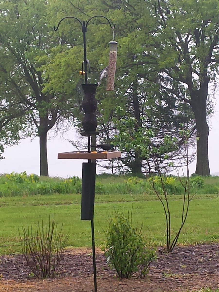 shopperann68's tweet photo. Thx @usbank #extra100 Iowa Songbird Trees, Swan Lake,Thelen Bird Sanctuary 8 shrubs planted! @spareusa @ABCbirds1 @iowadnc #birds #future https://t.co/2uVK2rn4jK