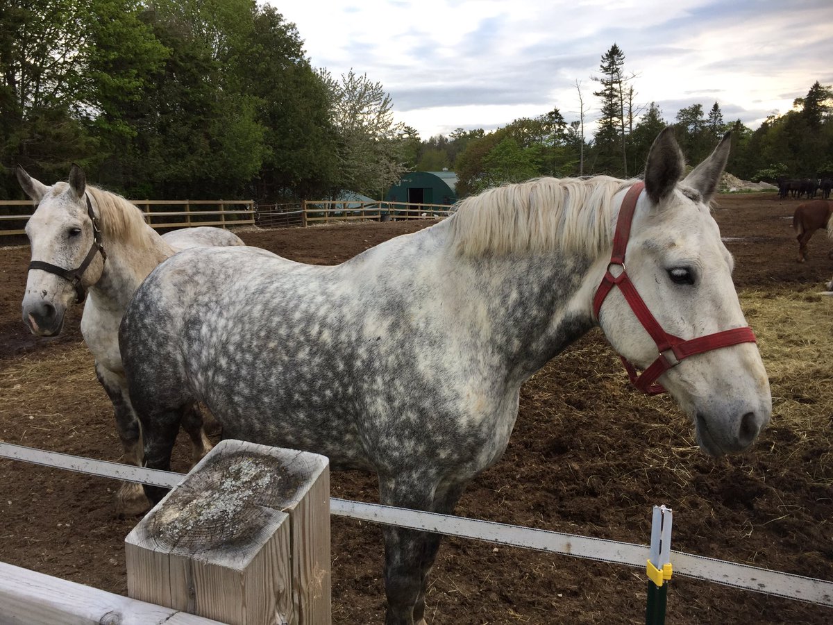 KarenDybis's tweet photo. Mackinac Island's hard-working horses. #MPC2017 #BloggerZone https://t.co/mvSuf8RTdG