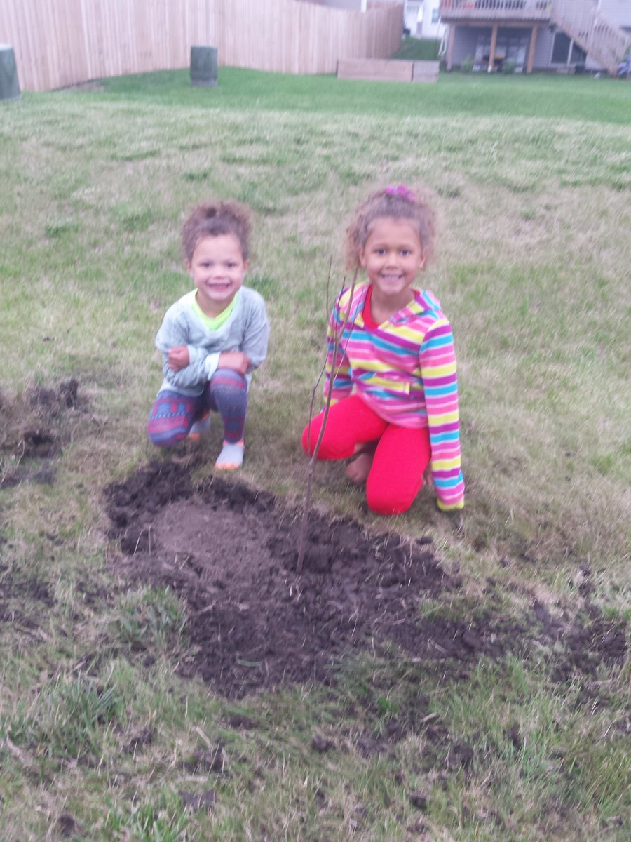 shopperann68's tweet photo. Thx @usbank #extra100 Iowa Songbird Shrubs Altoona, Holly, Serenity, Journey &amp; Lyric! 6 shrubs planted &amp; new growth! @spareusa @Treesftf https://t.co/aPWIgqiNfI