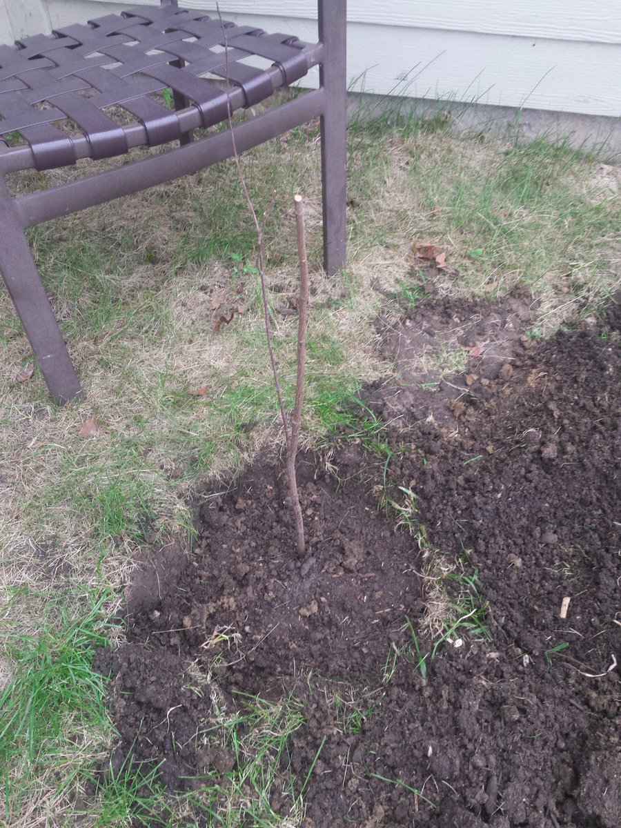 shopperann68's tweet photo. Thx @usbank #extra100 Iowa Songbird Shrubs Altoona, Holly, Serenity, Journey &amp; Lyric! 6 shrubs planted &amp; new growth! @spareusa @Treesftf https://t.co/aPWIgqiNfI