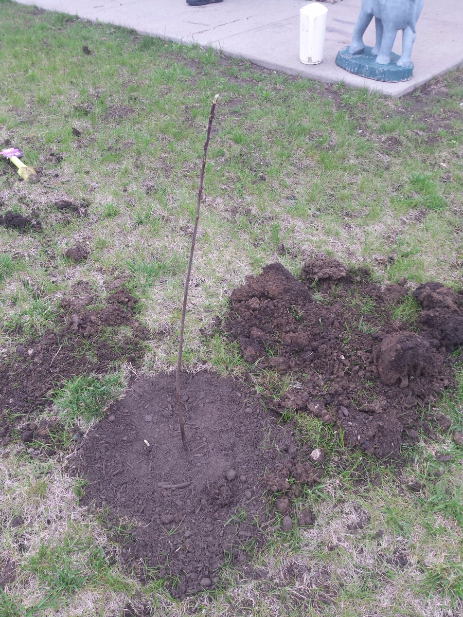 shopperann68's tweet photo. Thx @usbank #extra100 Iowa Songbird Shrubs Altoona, Holly,Serenity,Journey &amp; Lyric! 6 shrubs planted &amp; new growth! @spareusa @Treesftf #tree https://t.co/e1YtnYlVR9