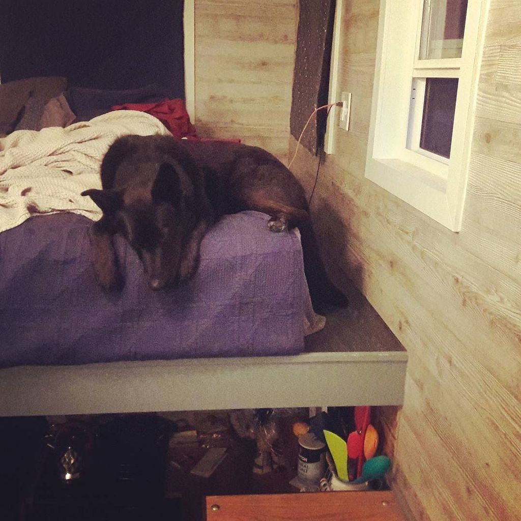 ElRefugito's tweet photo. So we got rid of the dog bed... #takeover #familia #tinyhouse #loft #happydog https://t.co/kKBNlkfel7 https://t.co/OtwDEFJKij