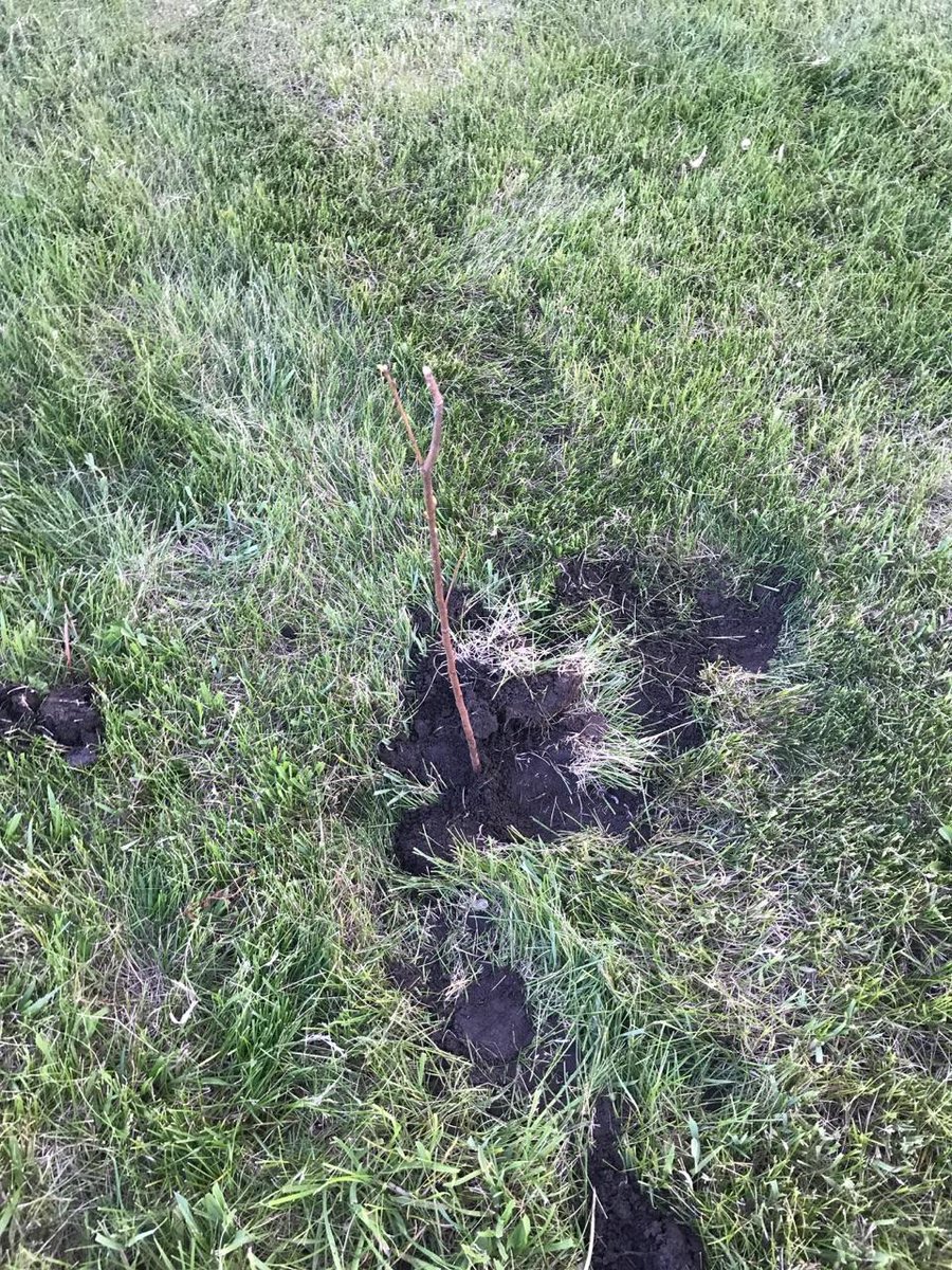 shopperann68's tweet photo. Thx @usbank #extra100 Iowa Songbird Shrubs Carroll County, Laura &amp; Craig Bell's farm! 2 Wild Plum &amp; 1 Service Berry planted! @spareusa #bird https://t.co/qJodusr3zQ