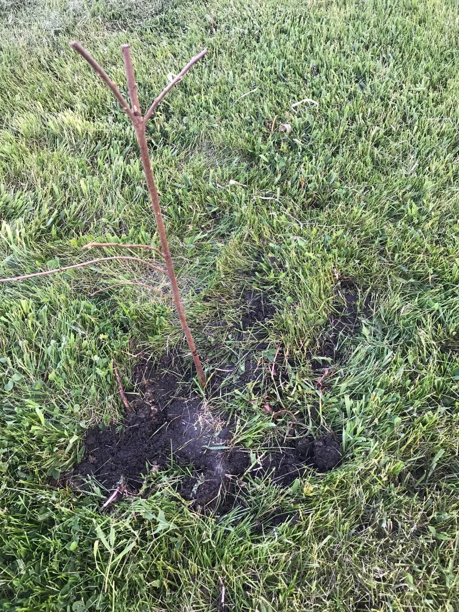 shopperann68's tweet photo. Thx @usbank #extra100 Iowa Songbird Shrubs Carroll County, Laura &amp; Craig Bell's farm! 2 Wild Plum &amp; 1 Service Berry planted! @spareusa #bird https://t.co/qJodusr3zQ