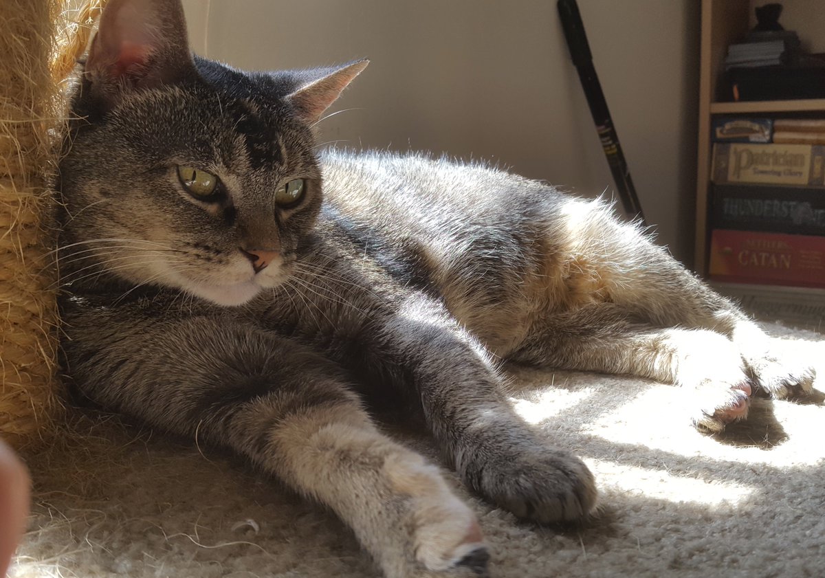 CatConnectionLA's tweet photo. Gypsy, brown chinchilla #tabby w/short legs + tail, is fun + sweet #pets #findpets
#CatsOfTwitter #AdoptDontShop https://t.co/W7DUeRBnTD https://t.co/pOuNB79Ex8